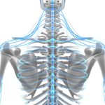 The Spinal Cord: Three Types of Signals That It Sends